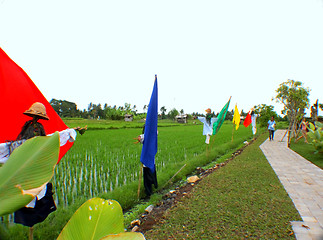 Image showing Paddy Field