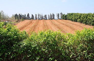 Image showing Small trees in nursery garden landscape