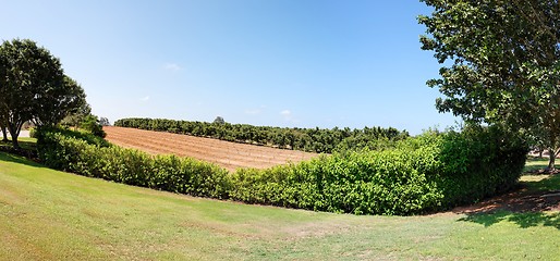 Image showing Small trees in nursery garden