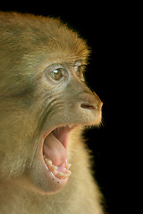 Image showing monkey