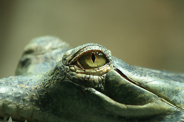 Image showing aligator