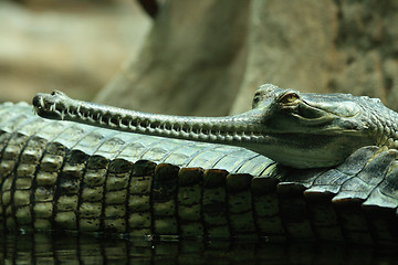 Image showing aligator