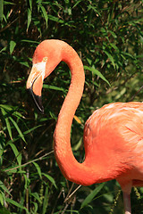 Image showing red flamingo