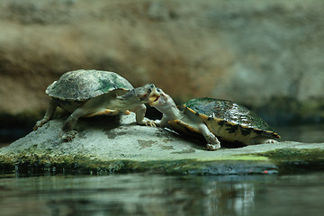 Image showing two turtles and kiss