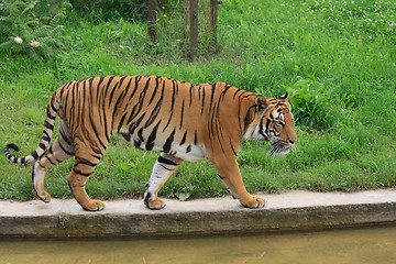 Image showing tiger