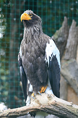 Image showing eagle