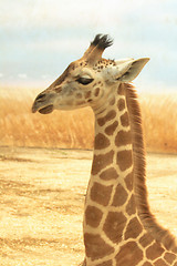 Image showing giraffe