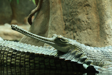 Image showing aligator