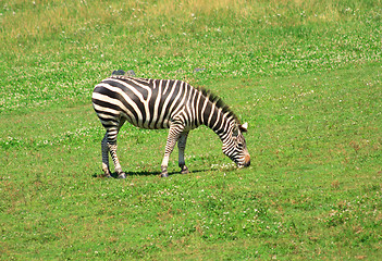 Image showing zebra