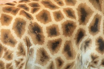 Image showing giraffe background