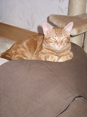 Image showing a cat sleeping on a large bean bag