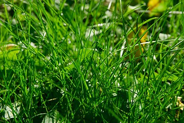 Image showing Grass