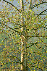 Image showing American Sycamore Tree (Platanus occidentalis)