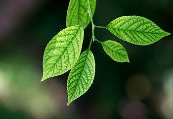 Image showing Leaves