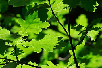 Image showing Leaves