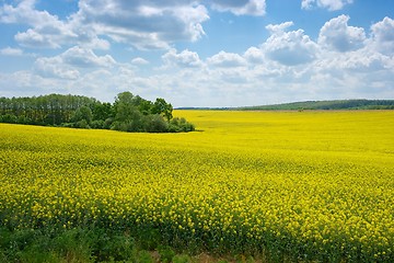 Image showing Field