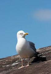 Image showing Seagull