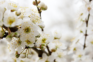 Image showing Spring flowers