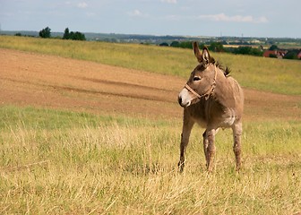 Image showing Donkey