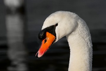 Image showing Swan