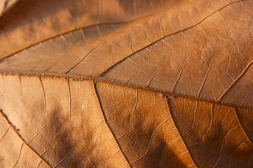 Image showing Fallen leaf