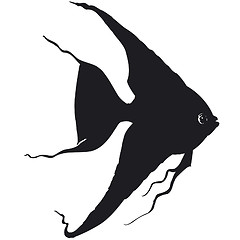 Image showing black fish