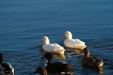 Image showing Birds