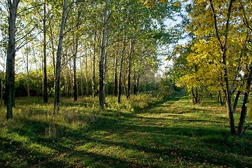 Image showing Forest