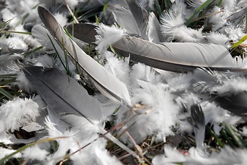 Image showing Feather