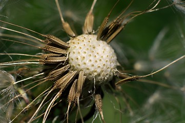 Image showing Dandelion