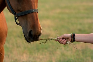 Image showing Horse