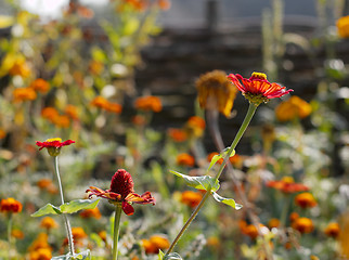 Image showing Garden