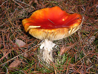 Image showing Fly agaric