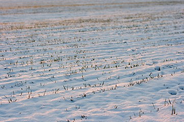 Image showing Snow