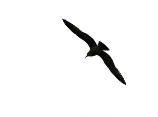 Image showing Bird