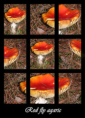 Image showing Red fly agaric