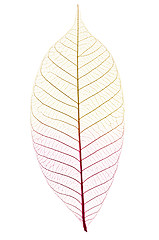 Image showing Skeleton leaf