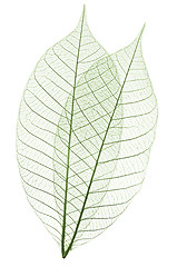 Image showing Skeleton leaves