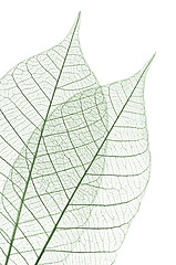 Image showing Skeleton leaves