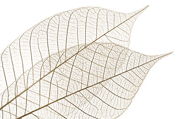 Image showing Skeleton leaves