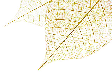 Image showing Skeleton leaves