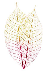 Image showing Skeleton leaves