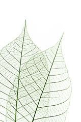 Image showing Skeleton leaves