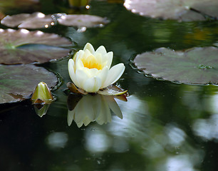 Image showing White water lily