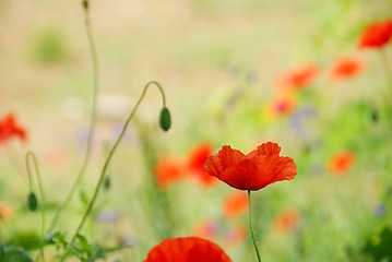 Image showing Red poppy