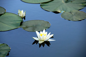 Image showing White water lily