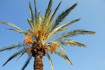 Image showing Palm crown