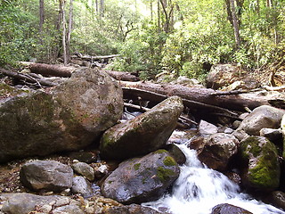 Image showing Forest stream