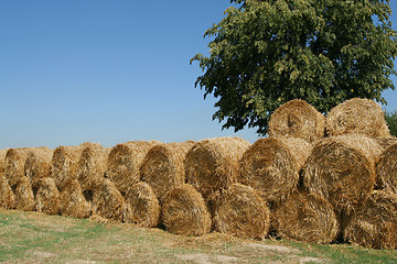 Image showing Hay bales