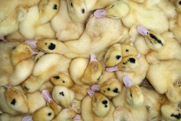 Image showing Yellow ducklings